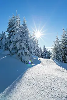 Abies: Snowy spruce (Picea abies), back light, Schneekopf