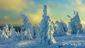 Pinaceae: Snowy Spruces (Picea) on the Brocken in evening