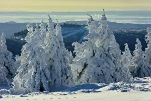 Brocken: Snowy Spruces (Picea) on Brocken, Harz, Schierke