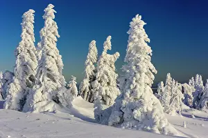 Brocken: Snowy Spruces (Picea) on Brocken, Harz, Schierke