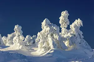 Brocken: Snowy Spruces (Picea) on Brocken, Harz, Schierke