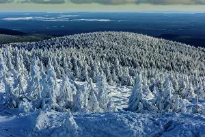 Brocken: Snowy Spruces (Picea) on Brocken, Harz, Schierke
