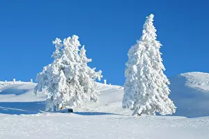 Snowdrift: Snowy spruces, Switzerland, Europe