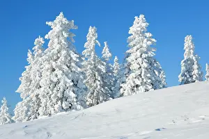 Snowdrift: Snowy spruces, Switzerland, Europe