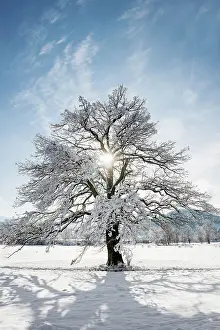 Breisgau: Snowy tree with sun and winter landscape, Dreisamtal