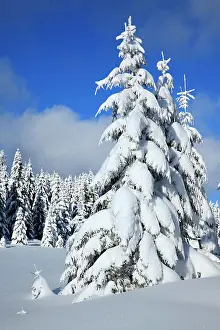 Spruces: Snowy untouched winter landscape, spruces covered