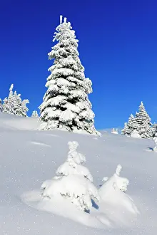 Spruces: Snowy untouched winter landscape, spruces covered