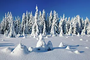 Spruces: Snowy untouched winter landscape, spruces covered