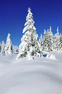 Spruces: Snowy untouched winter landscape, spruces covered