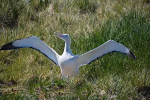 Wandering: Snowy Wandering Abatross (D. e. exulans)