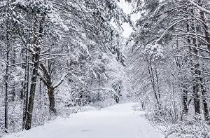 Festival: Snowy winter forest. Snow-white road with a ski