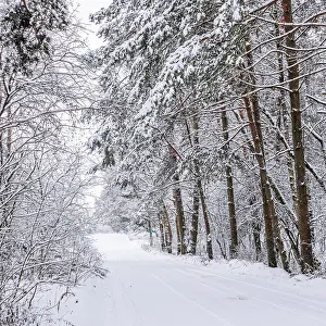 Festival: Snowy winter forest. Snow-white road with a ski