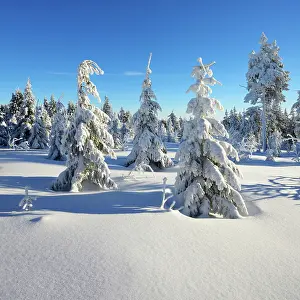 Fichtelberg: Snowy winter landscape at Fichtelberg, spruces covered