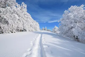 Snowshoeing: Snowy winter landscape with snowshoe trail, Schauinsland