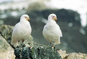 Sheathbill: Snowy / Yellow-billed / Pale-faced Sheathbill