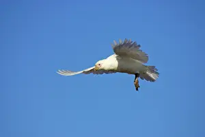 Sheathbill: Snowy / Yellow-billed / Pale-faced Sheathbill - In flight