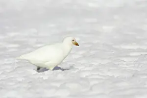 Sheathbill: Snowy / Yellow-billed / Pale-faced Sheathbill - In Snow