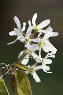 Amelanchier: Snowymespilus