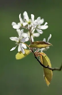 Amelanchier: Snowymespilus