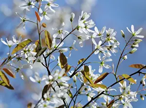 Amelanchier: Snowymespilus