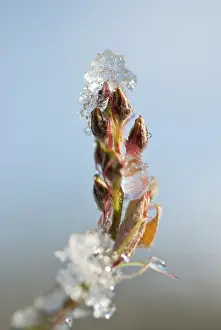 Persistence: Snowymespilus