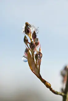 Moisture: Snowymespilus