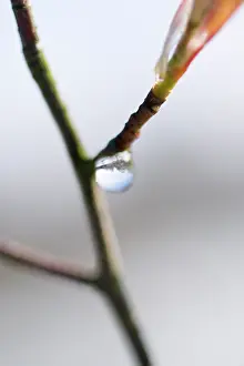 Moisture: Snowymespilus