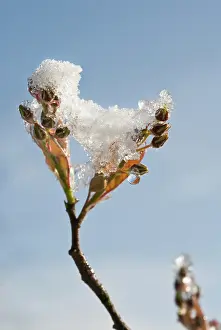 Moisture: Snowymespilus