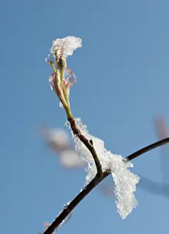 Moisture: Snowymespilus