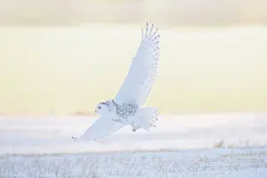 Moving: Snoy Owl female sun