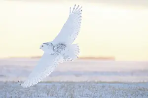 Moving: Snoy Owl female sun