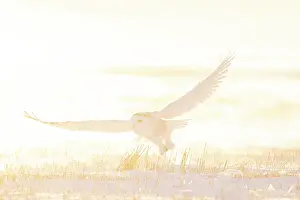 Moving: Snoy Owl female sun