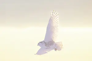 Moving: Snoy Owl female sun
