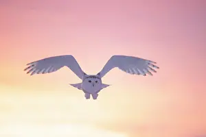 Moving: Snoy Owl female sun