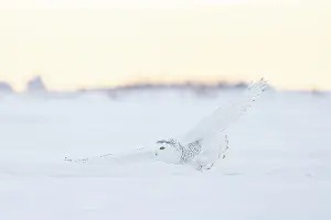 Moving: Snoy Owl female sun