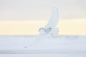 Moving: Snoy Owl female sun