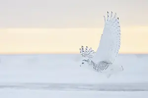 Moving: Snoy Owl female sun