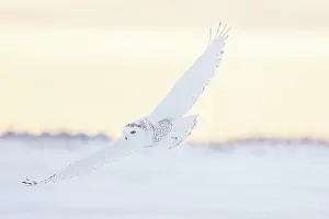 Moving: Snoy Owl female sun