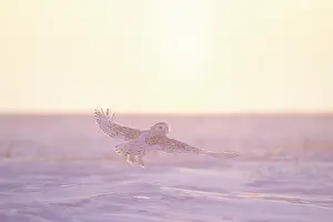 Moving: Snoy Owl female sun