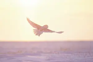 Moving: Snoy Owl female sun