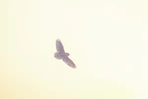 Moving: Snoy Owl female sun