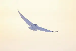 Moving: Snoy Owl female sun