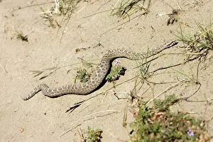 Bothrops: Snub-nosed Yarara viper - local name: Yarara Nata