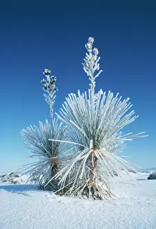 Soap: Soap-tree YUCCA