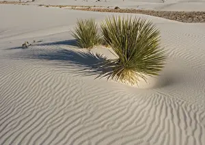 Yuccas: Soaptree Yucca - with beautiful wind-sculpted