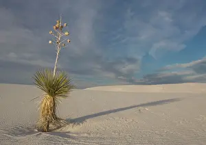 Yuccas: Soaptree Yucca - with beautiful wind-sculpted white