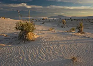 Yuccas: Soaptree Yucca - with beautiful wind-sculpted white