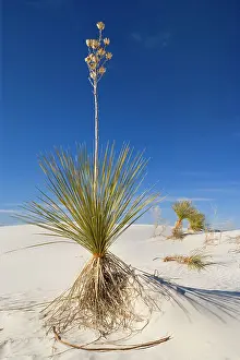 Yuccas: Soaptree Yucca - growing on white gypsum dune