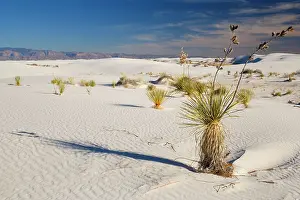 Yuccas: Soaptree Yucca - growing on white gypsum dune