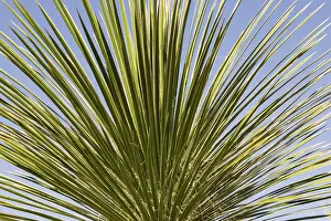 Soap: Soaptree Yucca - Utilized for soap, food and to